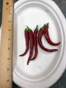 Long Red Cayenne Pepper by Amy Frances LeBlanc