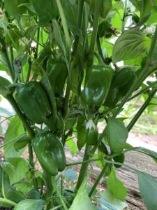 Lunchbox Peppers by Walker Elementary School