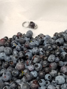 Maine wild blueberries by Valerie Jackson