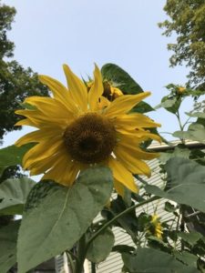 Mammoth Sunflower by Jo Eaton