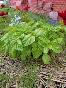 Mamouth leave Italian Basil by Valerie Jackson