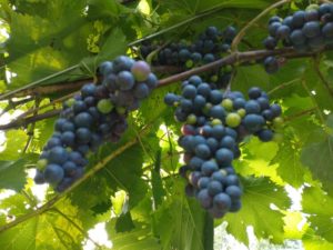 Marechal Foch Grapes by Jason Eisenhuth