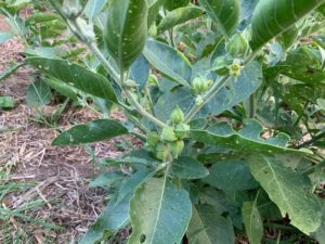 Ashwagandha by Martha Gottlieb