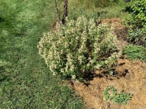 Monarda by Martha Gottlieb