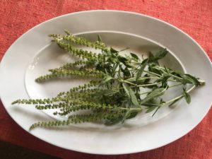 Hoary Basil (Ocimum canum) by Martha Gottlieb