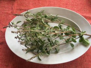 Camphor Basil (Ocimum kilimandscharicum) by Martha Gottlieb