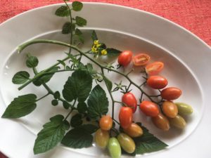 Unidentified cherry tomato by Martha Gottlieb