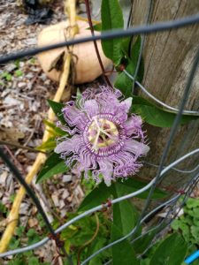 Maypop by Jason Eisenhuth