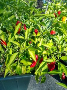 Mellow star shishito pepper (ripe and sweet) by Anne Warner