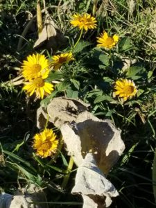 Mexican sunflower 2 by Valerie Jackson