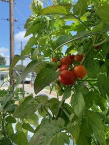 Minibel Tomato by Joe Blass