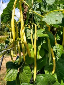 Monte Gusto yellow pole bean by Anne Warner