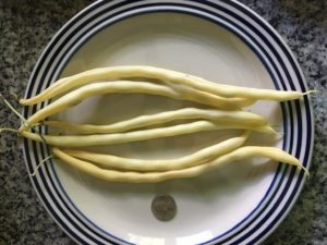 Monte Gusto yellow pole bean by Luana Sena