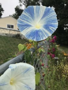 Morning Glory, Flying Saucers by Matthew Dubois