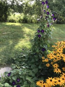 Morning Glory, Kniola Purple (w/black eyed susan) by Matthew Dubois