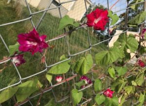 Morning Glory, Sunrise Serenade by Matthew Dubois