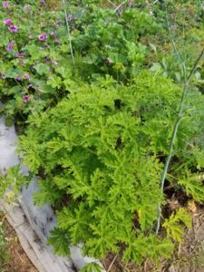 Mosquito scented geranium by Valerie Jackson