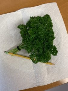 Moss Curled Parsley- from seed by Lois Miller