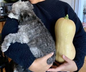 My 8.8 lb dog (chihuahua/mini poodle mix) for size next to butternut squash by Melissa DeStefano