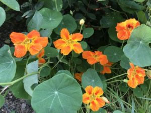 Nasturtium, Indian Cress by Matthew Dubois