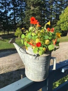 Nasturtiums by Ronie Strout