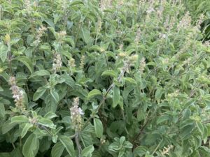 JUDGES' AWARD: Ocimum kilimandscaricum , Camphor Basil by Martha Gottlieb