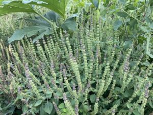 Ocimum sanctum , Tulsi, Sacred Basil by Martha Gottlieb