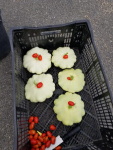 Oddites- Fun, Italian cherry tomatoes hangout and dressing up Scallop Summer squash by Valerie Jackson