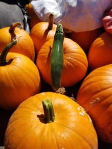 Oddities - Black Zucchini hanging out with pumpkins by Valerie Jackson