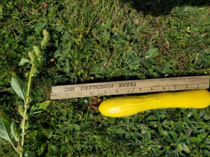 Oddities- Hourglass straightneck summer squash by Valerie Jackson