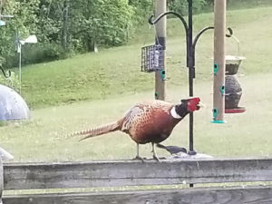 Oddities - Pheasant feeding at bird feeder by Valerie Jackson