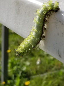 Oddities- Unusual Caterpillar uncoiled by Valerie Jackson