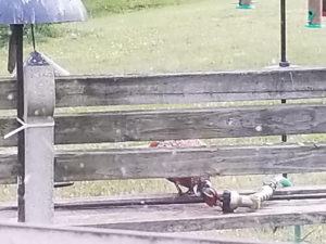 Oddities - pheasant trying to get water from hose nozzle by Valerie Jackson