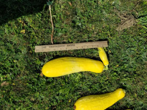 Oddities- Hourglass straightneck summer squash by Valerie Jackson