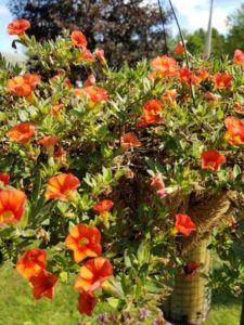 Orange Calibrachoa by Valerie Jackso