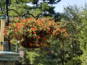 Orange Calibrachoa hanging basket by Valerie Jackson