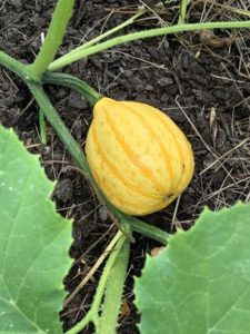 Ornamental Gourd by Monroe Elementary School