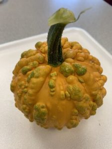 Ornamental Gourd by Troy Elementary School