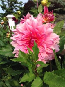 JUDGES' AWARD: Otto's Thrill Dahlia by Martha Fenn King