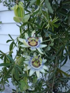 Passion Flower tropical vine by Anne Warner