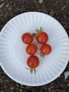 Peacevine Cherry Tomatoes by Morse Memorial Elementary School