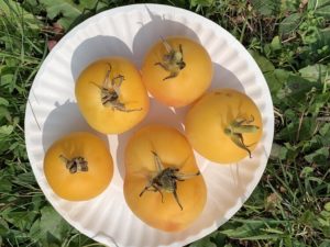 Peach Tomatoes by Morse Memorial Elementary School