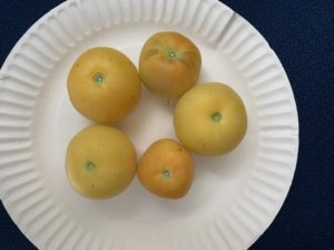 Peach Tomatoes by Walker Elementary School