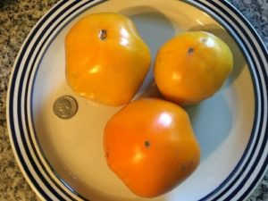 Persimmon tomato by Bridgette Bartlett