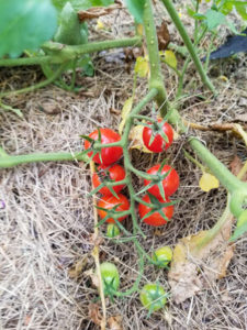 Picot Italian Cherry tomatoes from Amy LaBlanc by Valerie Jackson