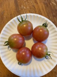 Pink Bumble Bee Tomatoes by Mount View Elementary School