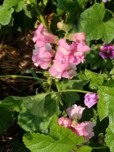 Pink Snap Dragons by Valerie Jackson