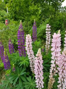 Pink and purple lupines by Valerie Jackson