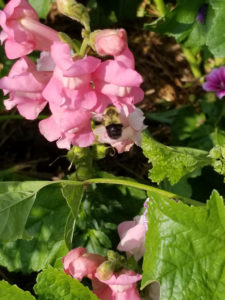 Bumblebee pollinating Pink Snap Dragons by Valerie Jackson