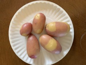 Pinto Gold Potatoes by Darcy Johnston